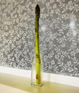 店長ブログ（SHOさんにアスパラガスを頂いた話）