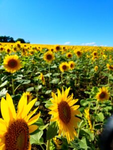 店長ブログ(北竜町のひまわり)